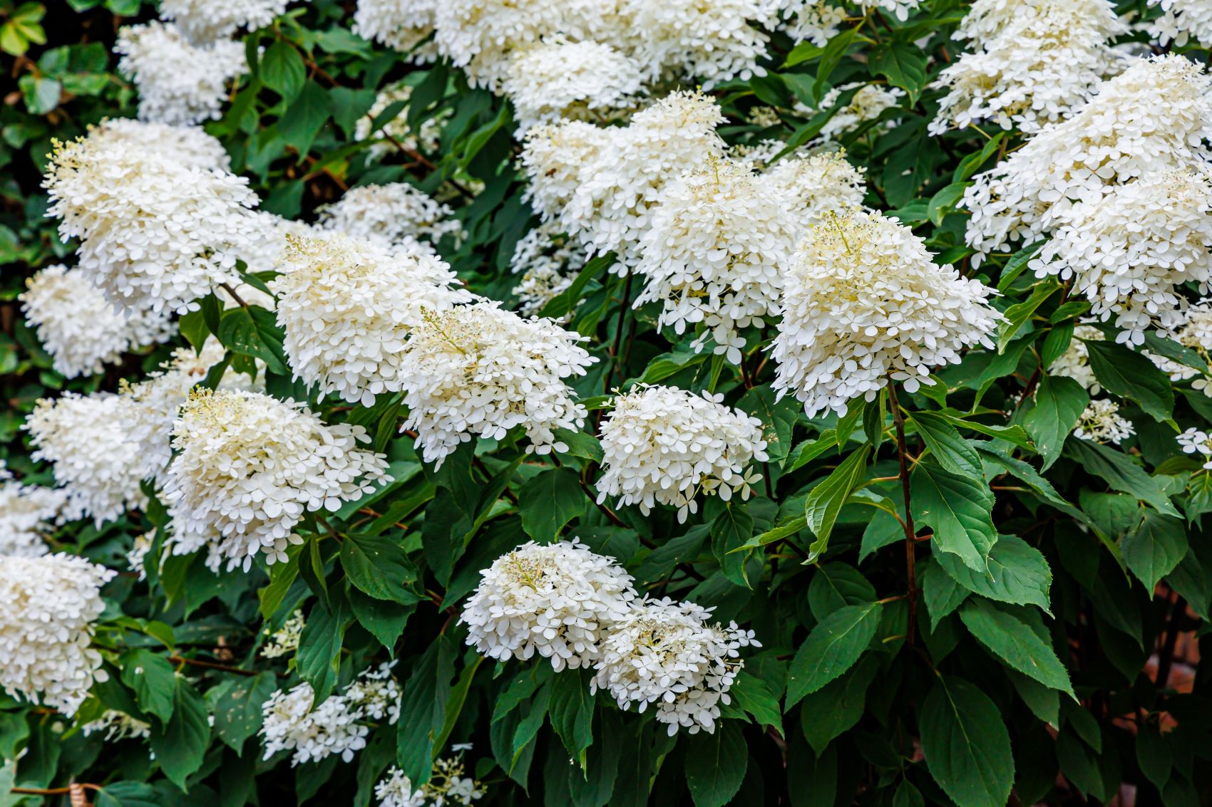 Hydrangea paniculata - hortensja bukietowa - odmiana Phantom