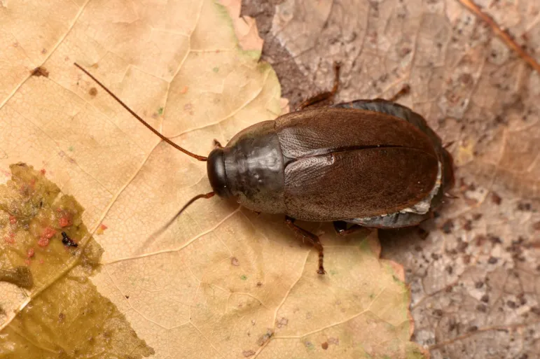 Diploptera punctata - karaluch (karaczan) pacyficzny