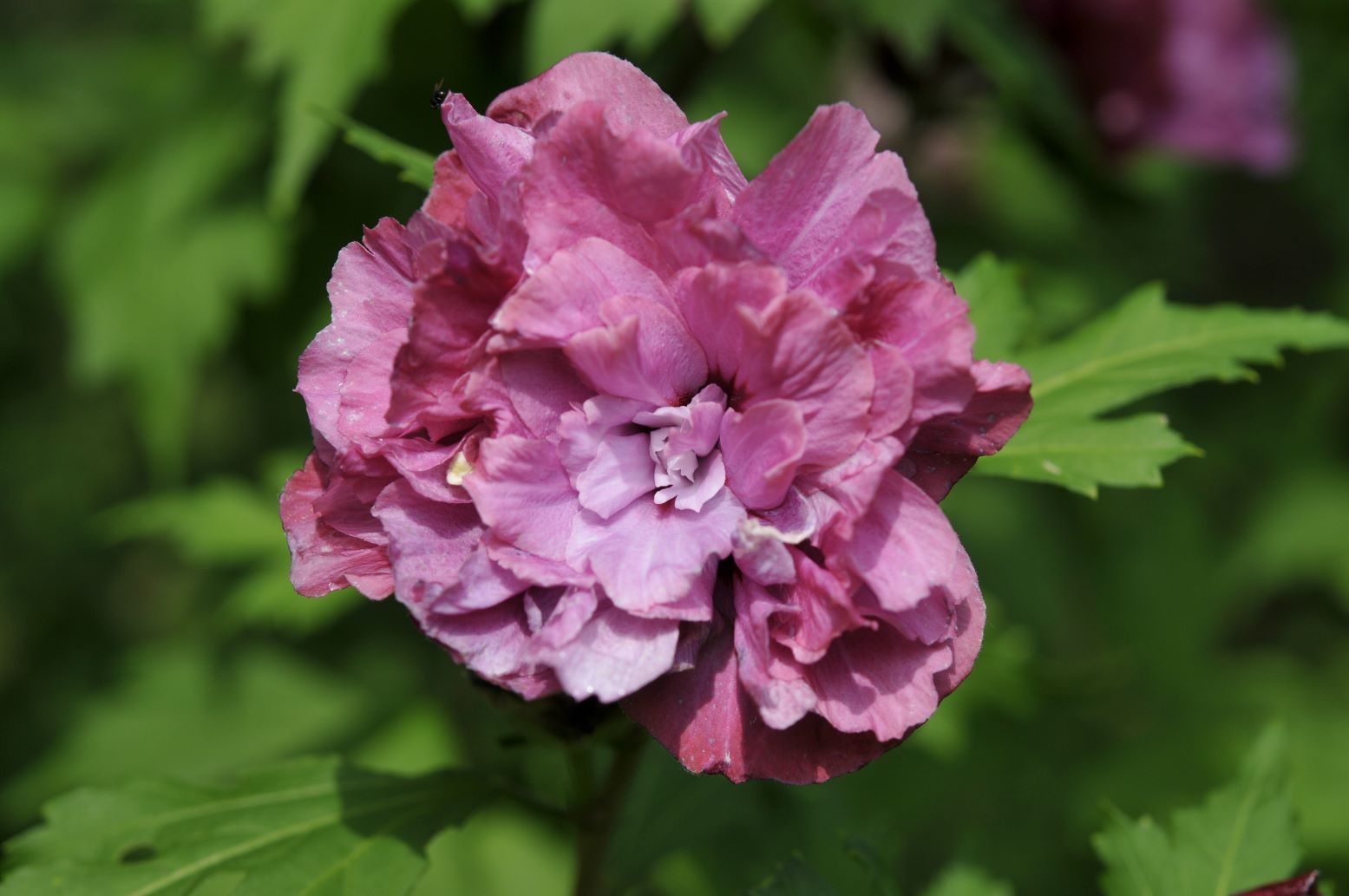 Ketmia syryjska - Hibiscus syriacus - odmiana Duc de Brabant