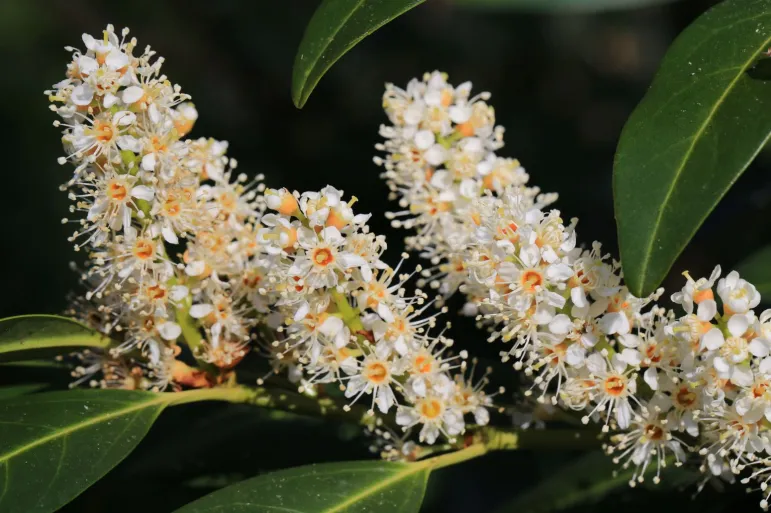 laurowiśnia wschodnia - prunus laurocerasus - kwiaty