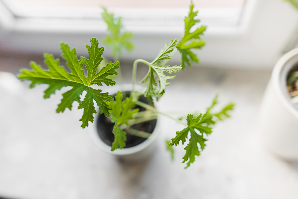 Pelargonium graveolens - pelargonia pachnąca - mała sadzonka