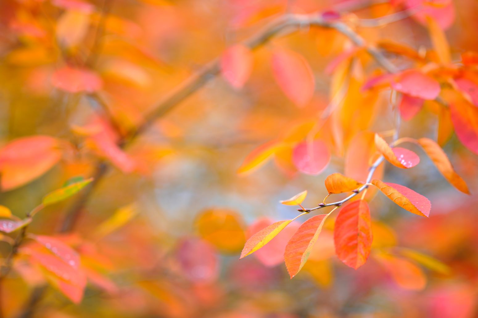 Amelanchier alnifolia - świdośliwa olcholistna - liście jesienią