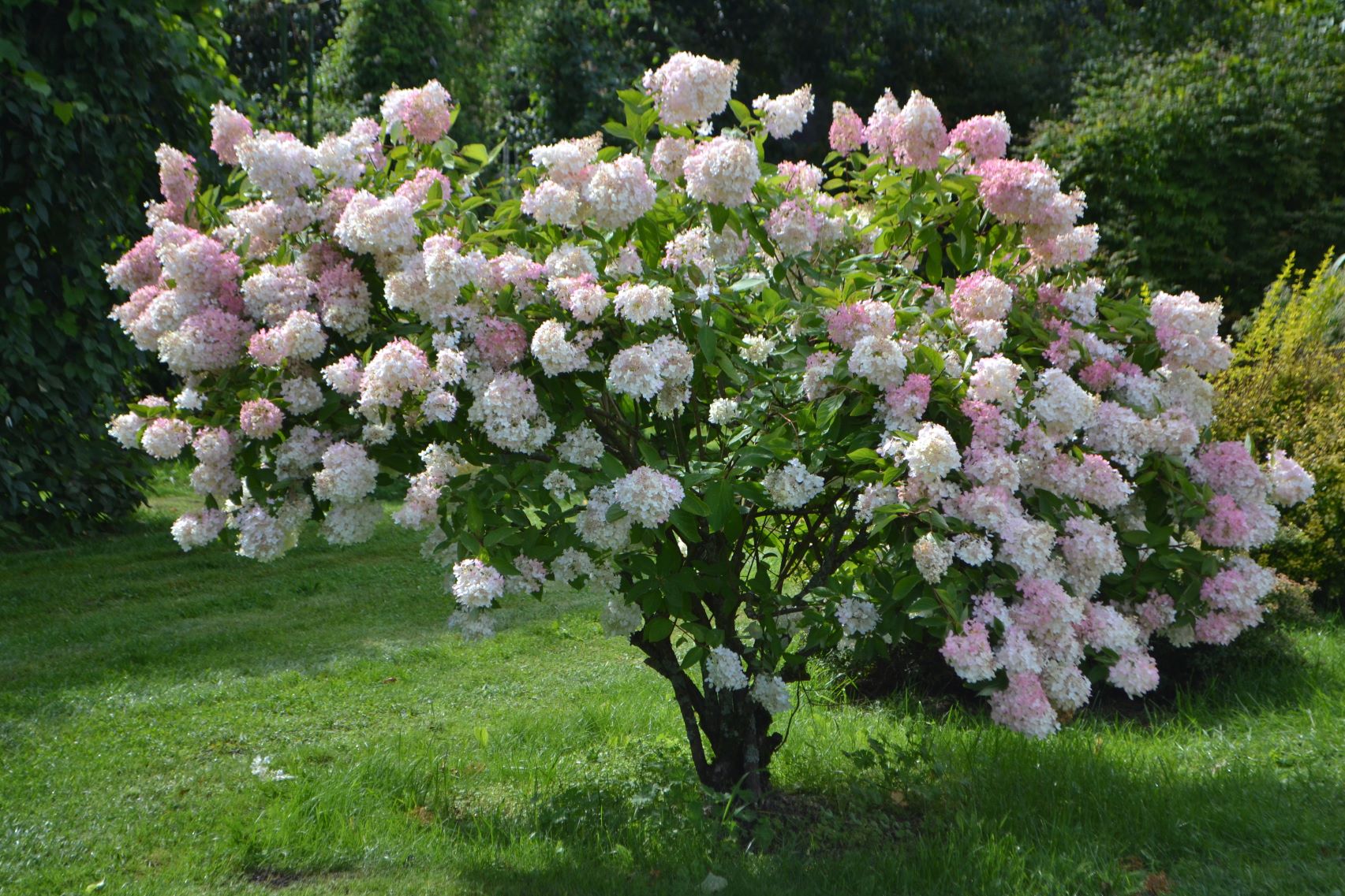 Hydrangea paniculata - hortensja bukietowa - odmiana Grandiflora