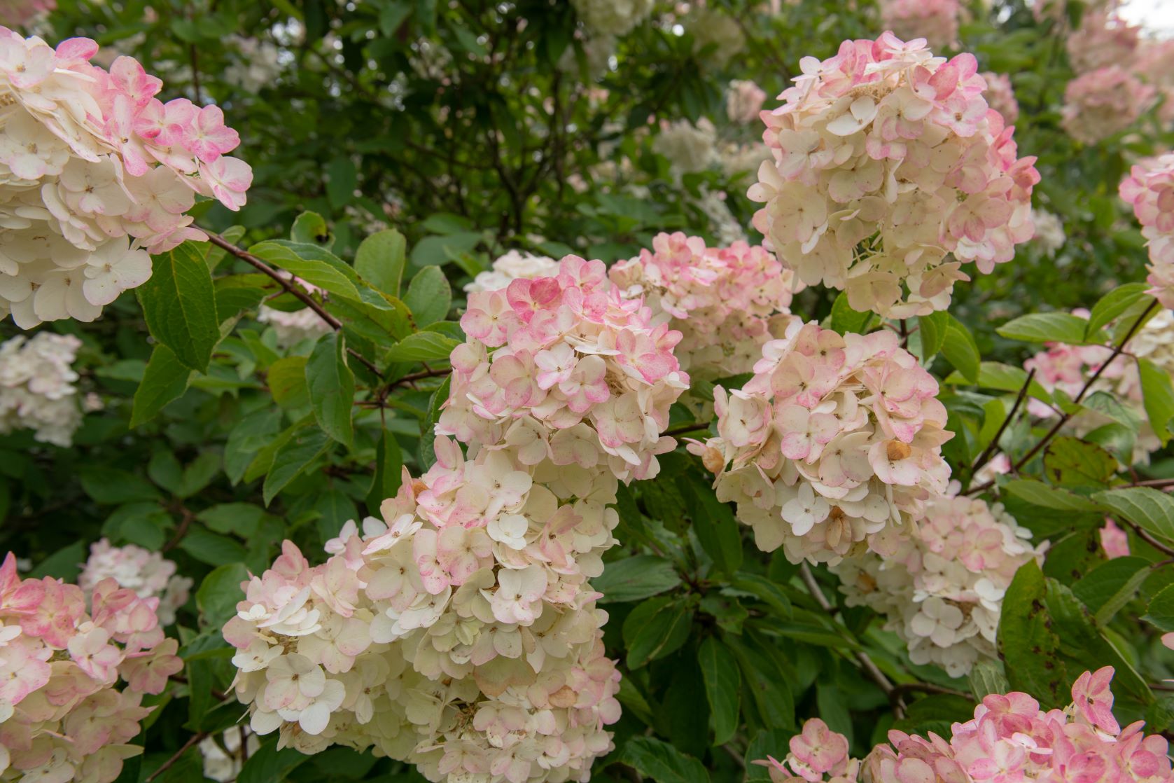 Hydrangea paniculata - hortensja bukietowa - odmiana Pink Diamond