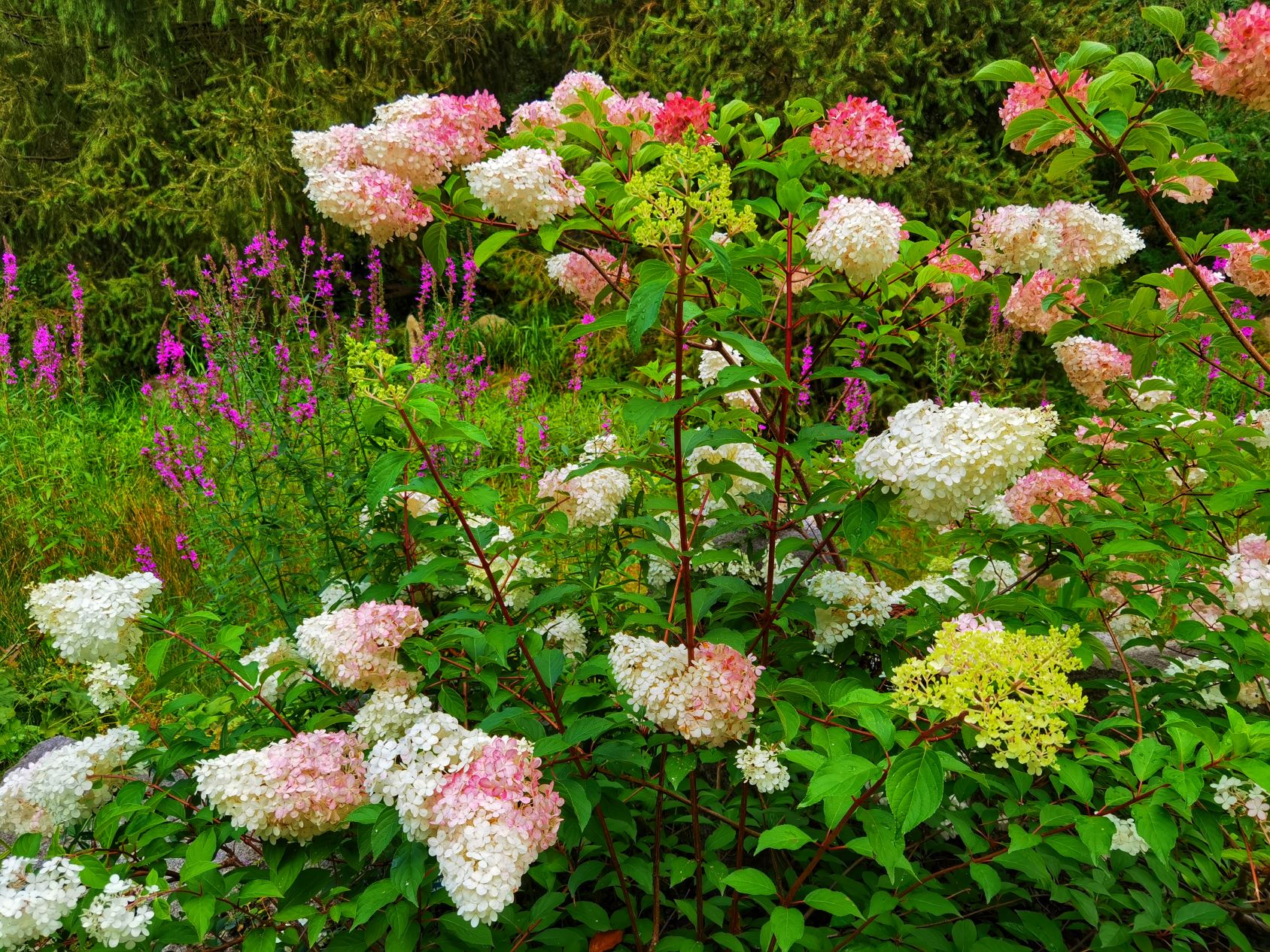 Hydrangea paniculata - hortensja bukietowa - odmiana Pinky Winky