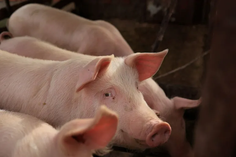 Wyrok sądu: 120 tys. zł dla sąsiadów od rolnika za nieprzyjemny zapach z chlewni. Miał wszelkie pozwolenia. MRiRW: trzeba zmienić przepisy. Będzie skarga nadzwyczajna do SN?