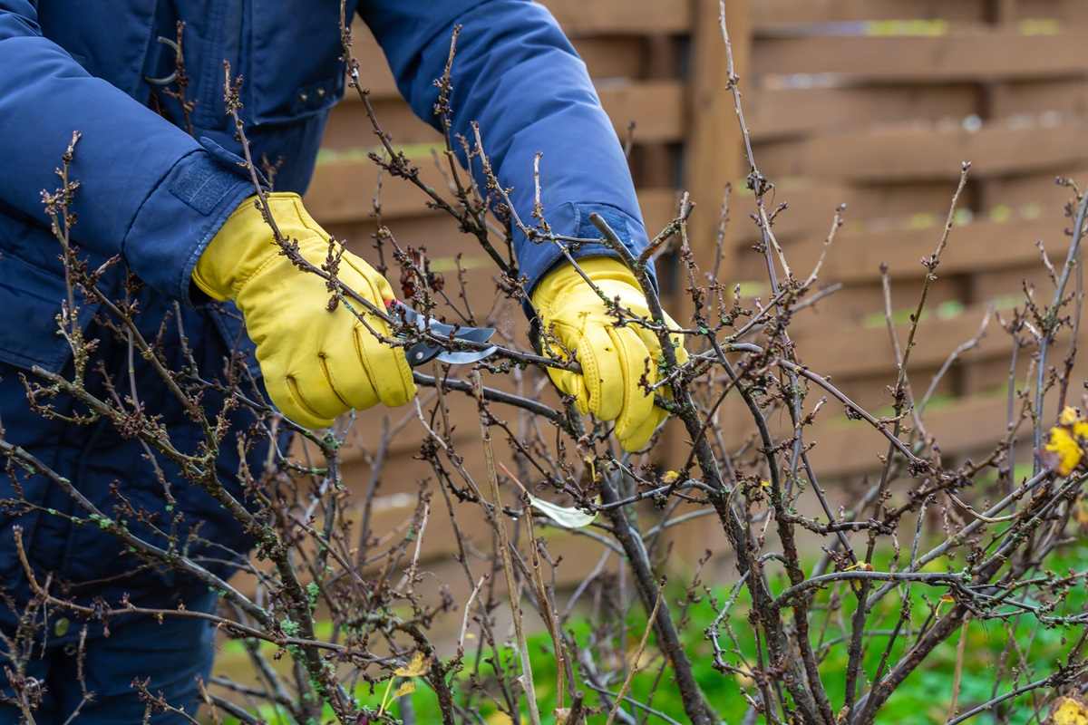 porzeczka przycinanie jak przycinać cięcie wczesne