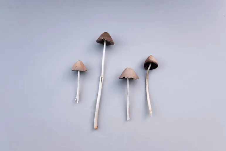 grzyby Psilocybe semilanceata, psylocybina, psychodeliki