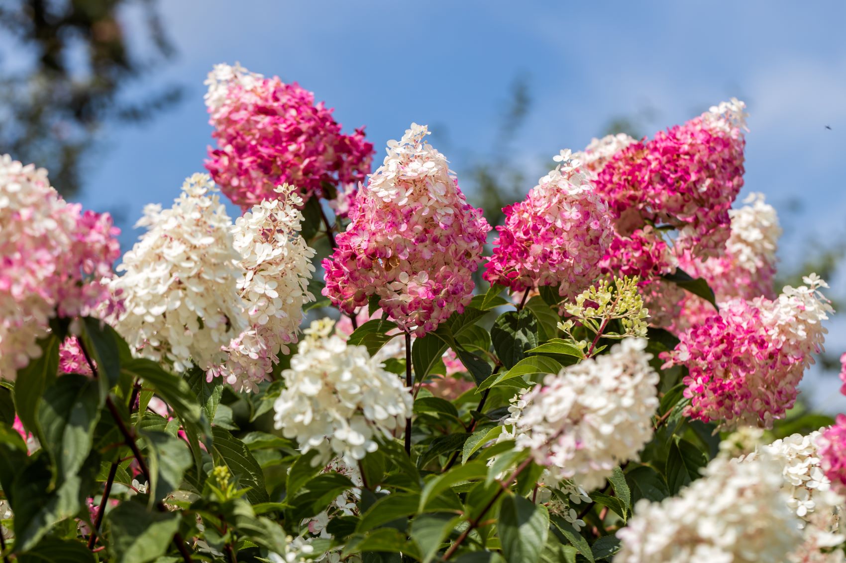 Hydrangea paniculata - hortensja bukietowa - odmiana Vanille Fraise