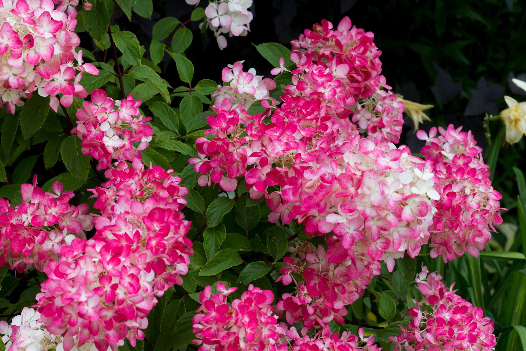 Hydrangea paniculata - hortensja bukietowa - odmiana Diamant Rouge