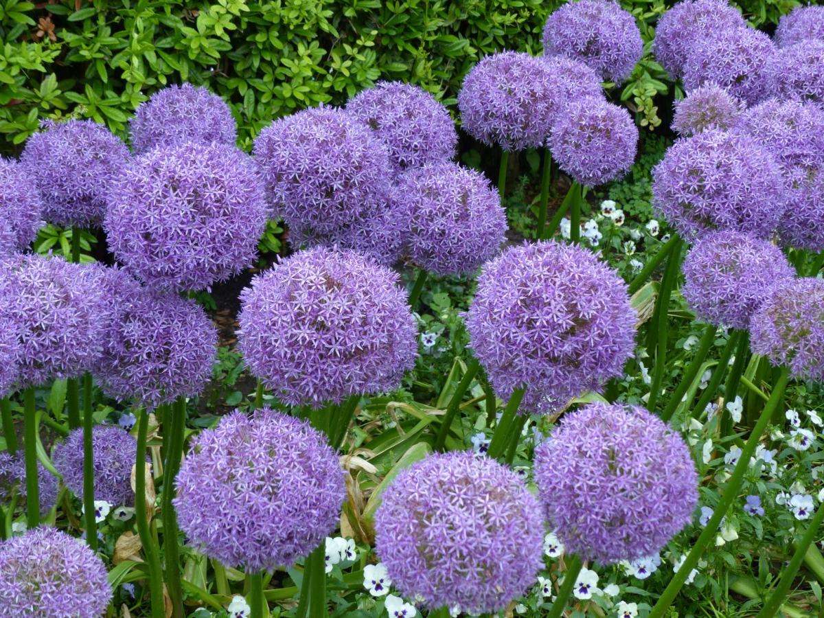 Czosnek olbrzymi - Allium Giganteum - odmiana Globemaster