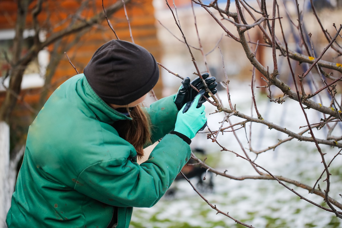 luty w ogrodzie 2026 kalendarz ogrodnika prace ogrodowe