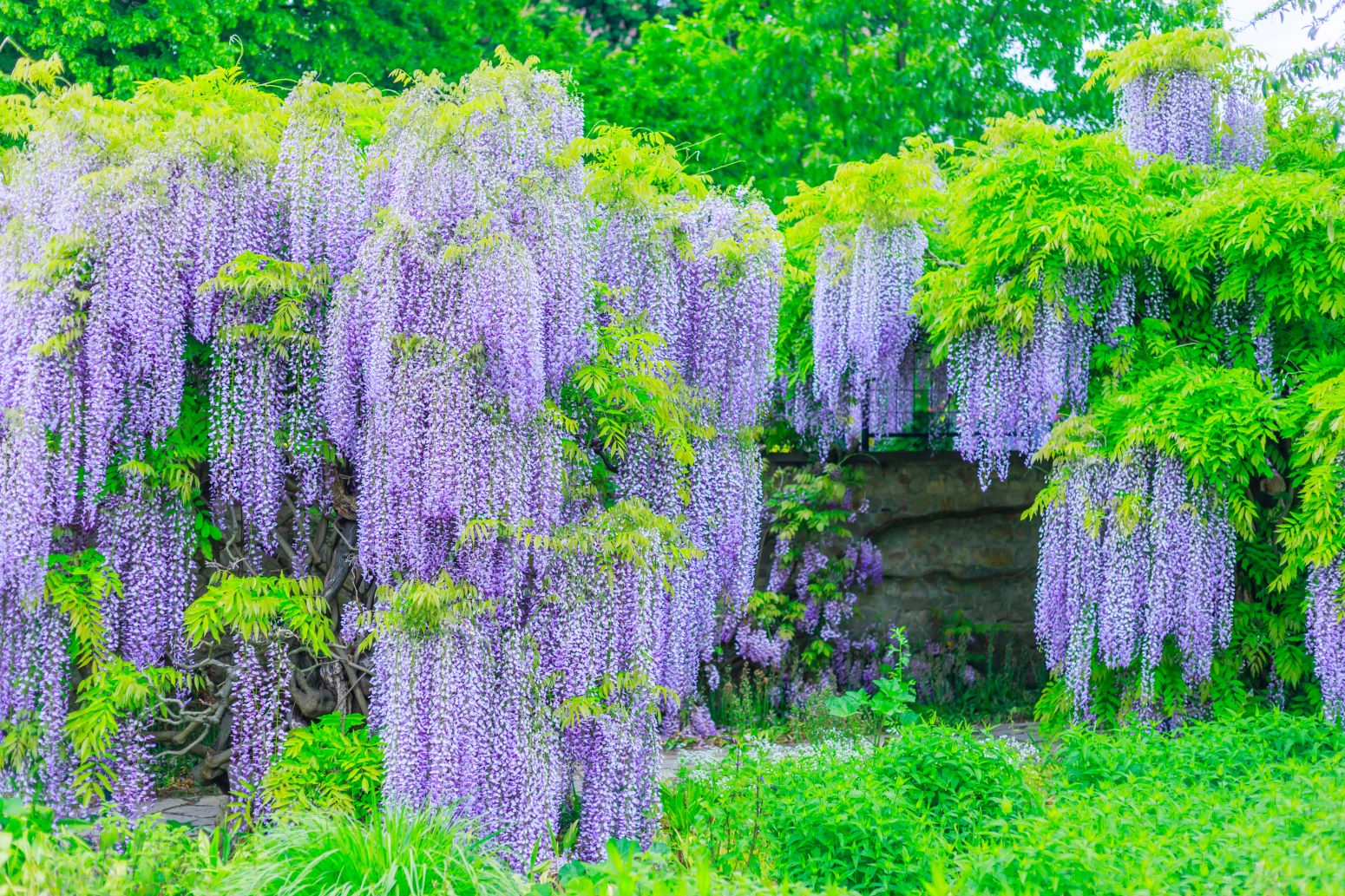 wisteria floribunda - glicynia japońska, kwiecista - odmiana Macrobotrys