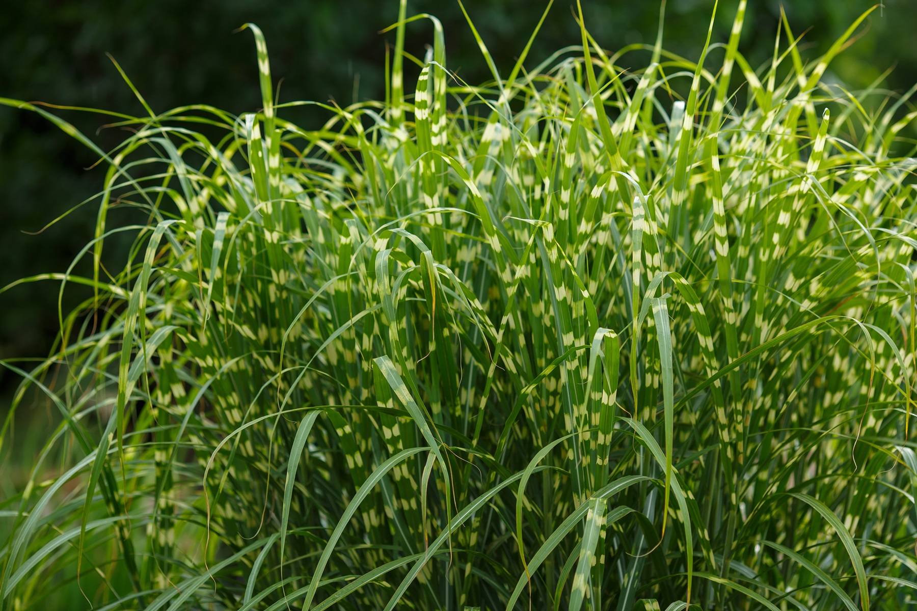 Miscanthus Chinese Zebrinus (Zebrinus) kiedy przycinać wiosna marzec