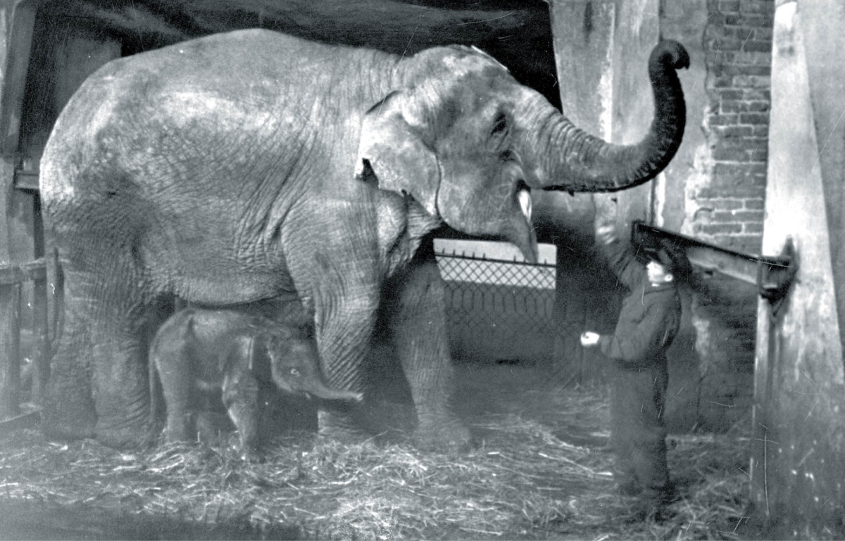 Słonica Tuzinka w warszawskim ogrodzie zoologicznym, Warszawa 1937 r.
