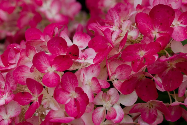 Hydrangea paniculata - hortensja bukietowa - odmiana Diamant Rouge