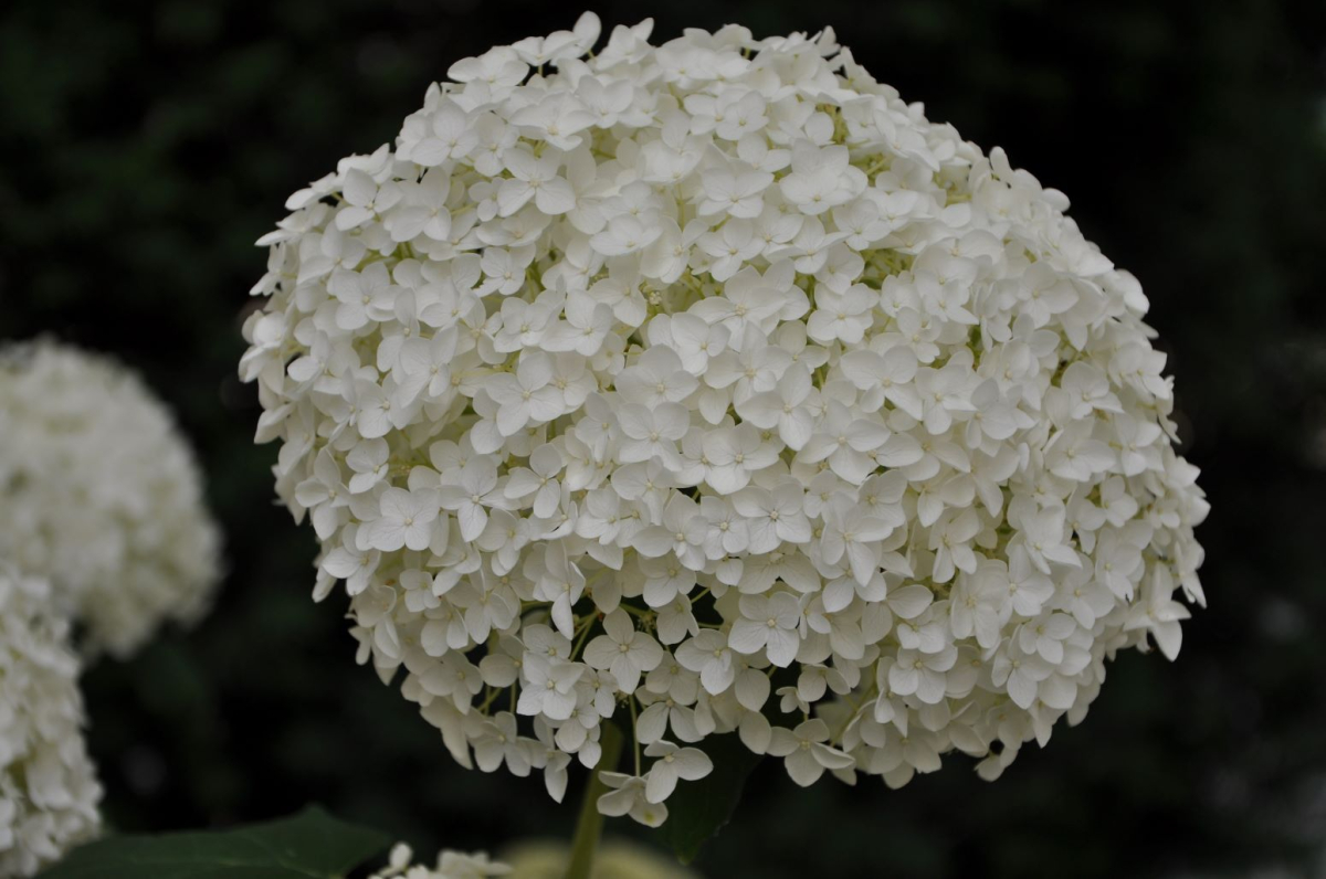 Hydrangea arborescens - hortensja krzewiasta - odmiana Annabelle
