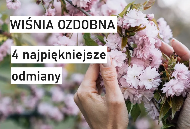 najpiękniejsze odmiany wiśni ozdobnej wiśnia ozdobna kwitnąca