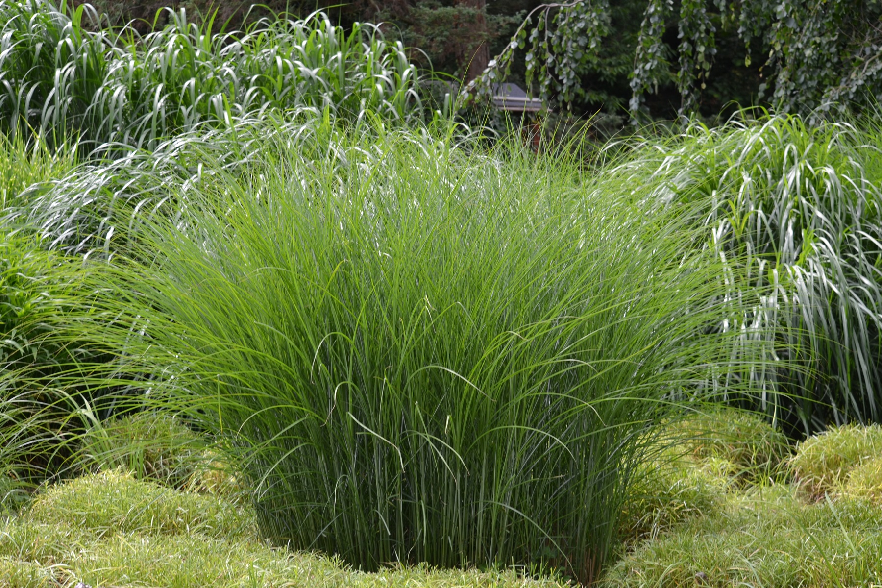 Chinese Miscanthus 'Gracillimus' miskant jak przycinać kiedy na wiosnę wiosna