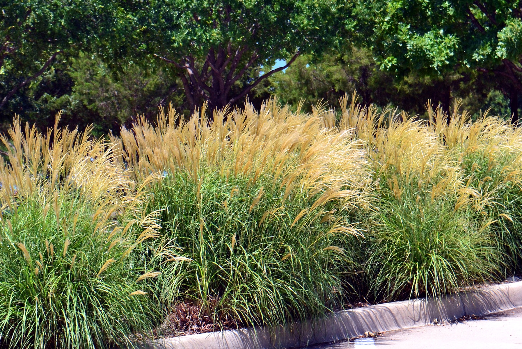 Miscanthus sinensis miskanty trawy ozdobne w ogrodzie kiedy przycinać jak ciąć