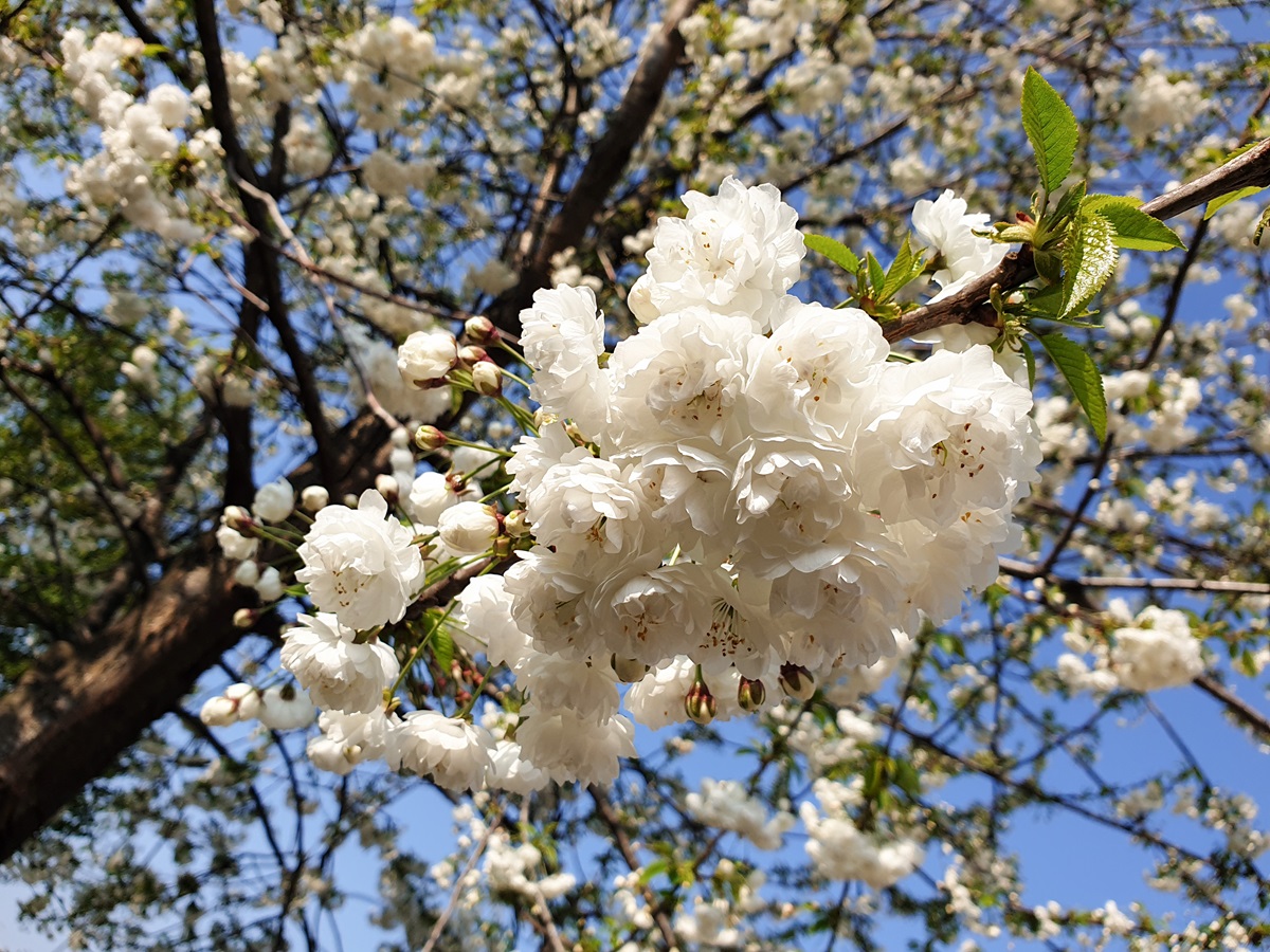 Prunus serrulata Shirotae wiśnia piłkowana ozdobna biała odmiana kwiaty białe