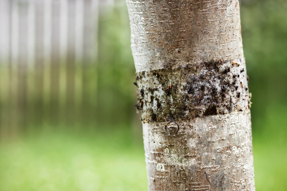 klej entomologiczny na mszyce mrówki kiedy drzewa i krzewy zwalczanie