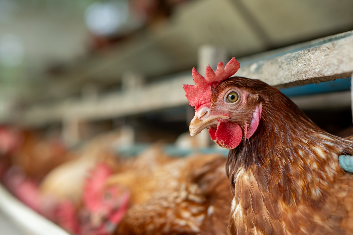 hodowla zwierząt choroby zakaźne wirusy zgłoszenie inspekcja weterynaryjna
