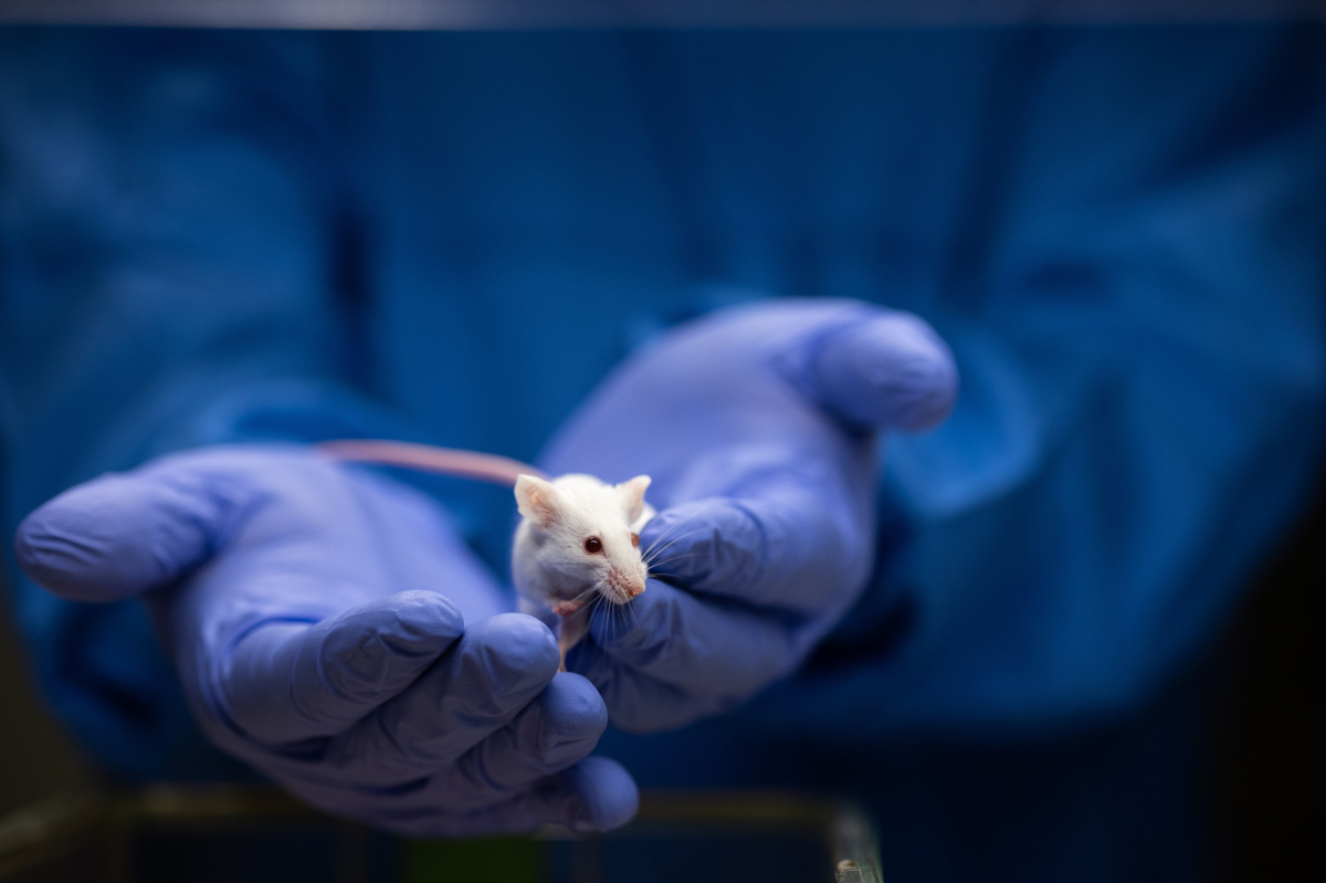 Europa chce ograniczyć testy na zwierzętach. Czeka nas przełom w badaniach nad lekami?