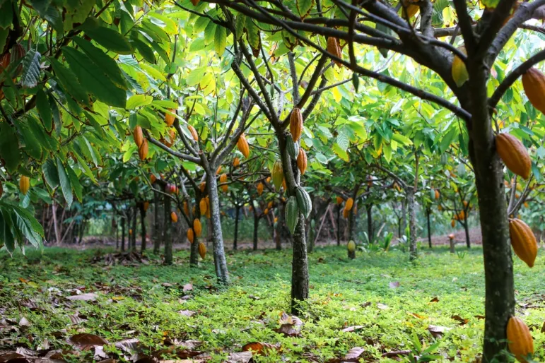 Kakaowiec właściwy - Theobroma cacao, uprawa kakao