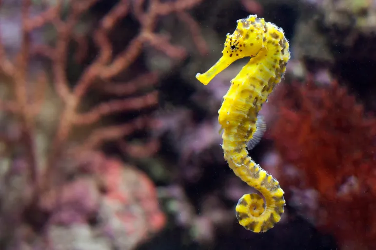 Yellow,Sea,Horse