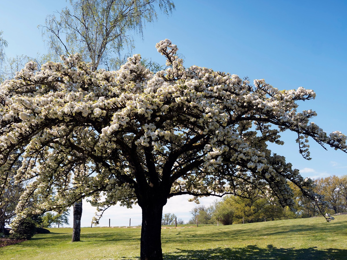 Prunus serrulata Shirotae wiśnia piłkowana ozdobna najpiękniejsze odmiany odmiana białe kwiaty