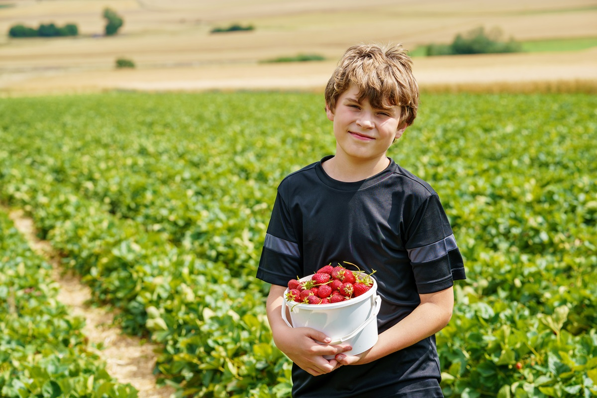 czy dziecko może pracować w wakacje zbieranie truskawek owoców praca dziecka legalne zatrudnienie przepisy prawa