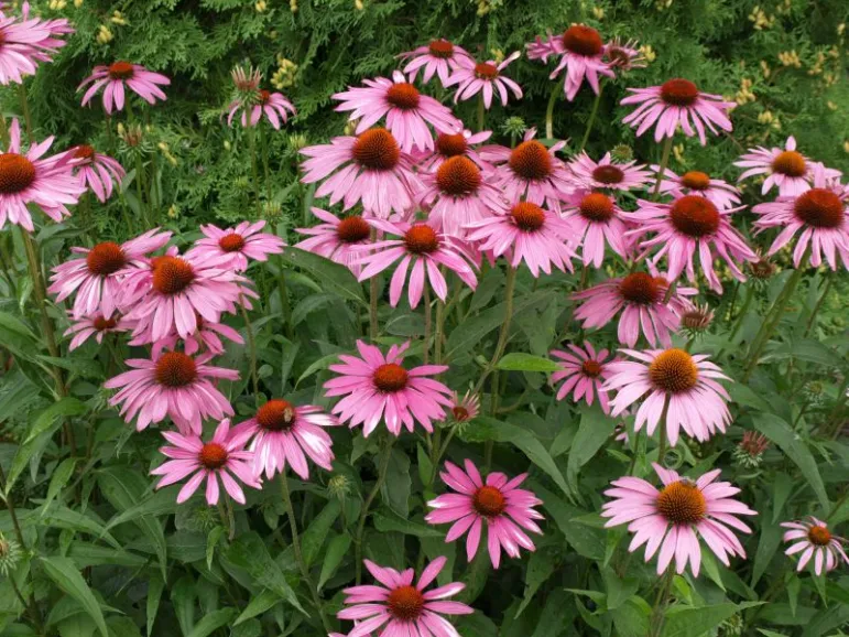 Echinacea jest doceniana ze względu na swoje właściwości lecznicze – działa przeciwzapalnie, przeciwgrzybiczno, a nawet przeciwwirusowo. 