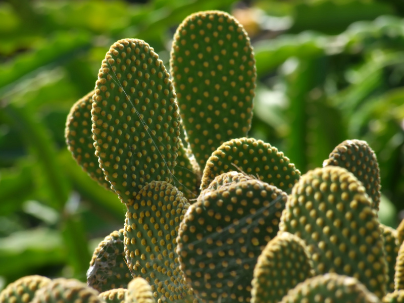 Opuncja. Fot. Fotolia