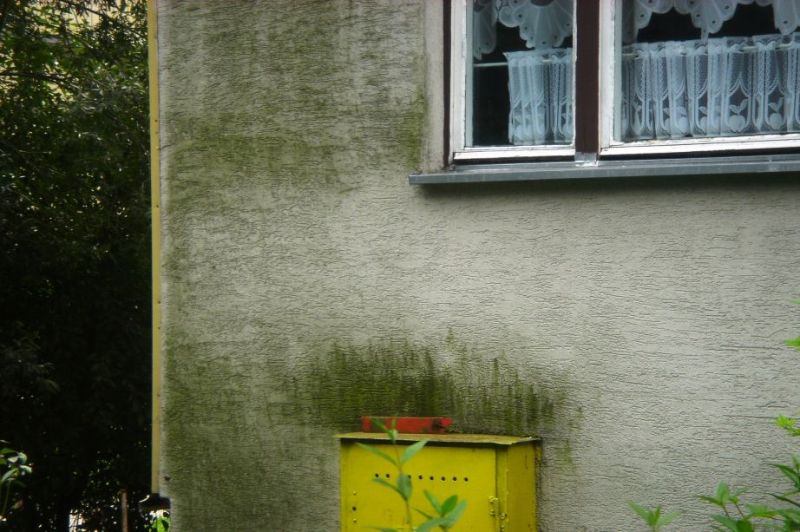 Producenci oferują środki, które odpowiadają za mikrobiologiczną ochronę budynków. Tego typu produkty oczyszczają elewację z zanieczyszczeń i jednocześnie zabezpieczają powierzchnię przed glonami, grzybami i porostami. Fot. Bolix