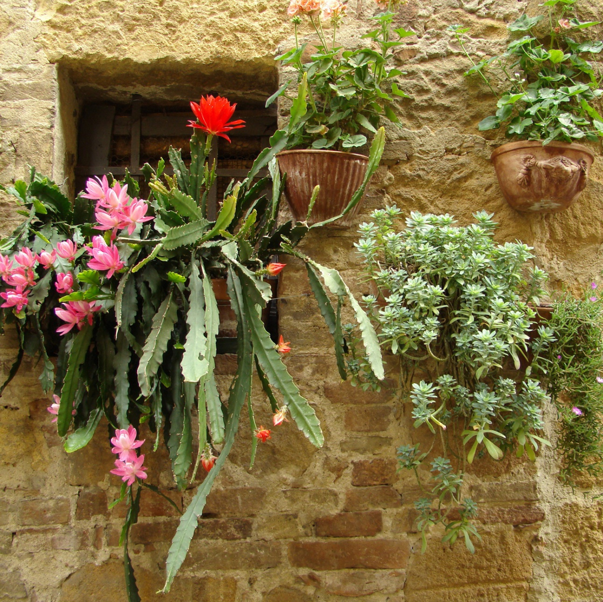 Opryskanie roślin powoduje powstawanie na roślinie powłoki okrywającej. Szkodniki, które zimują na roślinie w postaci larw lub jaj, tracą dopływ powietrza i giną. Fot. Fotolia