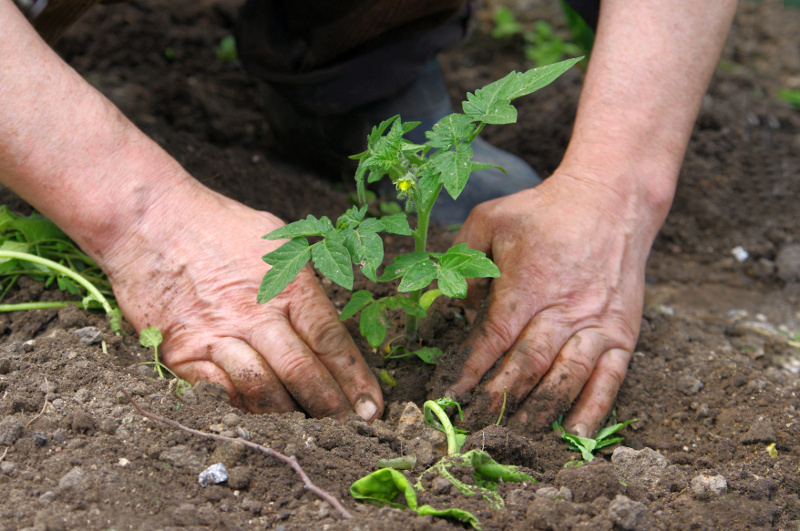 Wyższe wynagrodzenie zamiast umowy na wsi - prace ogrodniczo-rolne. Praca na czarno. /  Fot. Fotolia