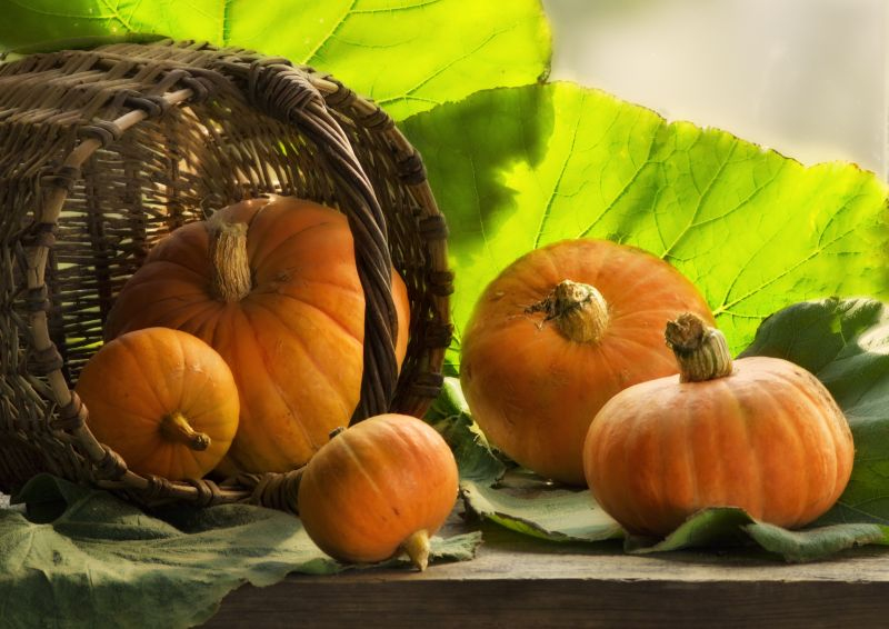 Dynia jest rośliną jednoroczną do której należy ok. odmiennych 20 gatunków. Dynia najbardziej popularna staje się w okresie halloween. Owoce dyni można odpowiednio zasuszyć, a następnie wykorzystać do dekoracji. Można też wydrążyć wnętrze i przygotować lampion. 