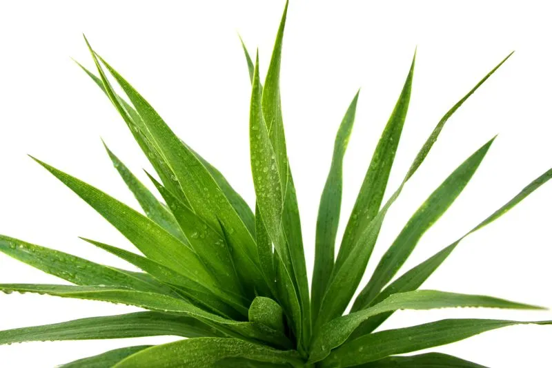 Jak pielgnowa i rozmnaa aloes (Aloe)? - Infor.pl