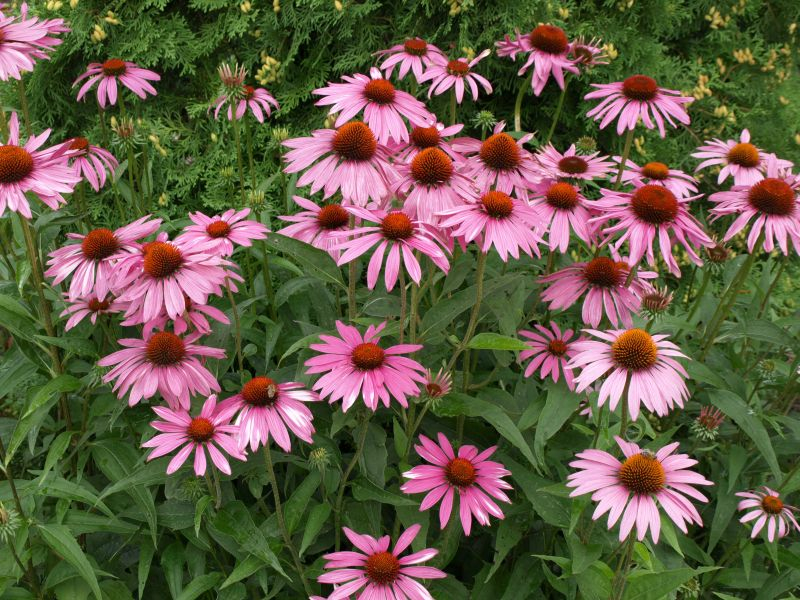 Echinacea jest doceniana ze względu na swoje właściwości lecznicze – działa przeciwzapalnie, przeciwgrzybiczno, a nawet przeciwwirusowo. 