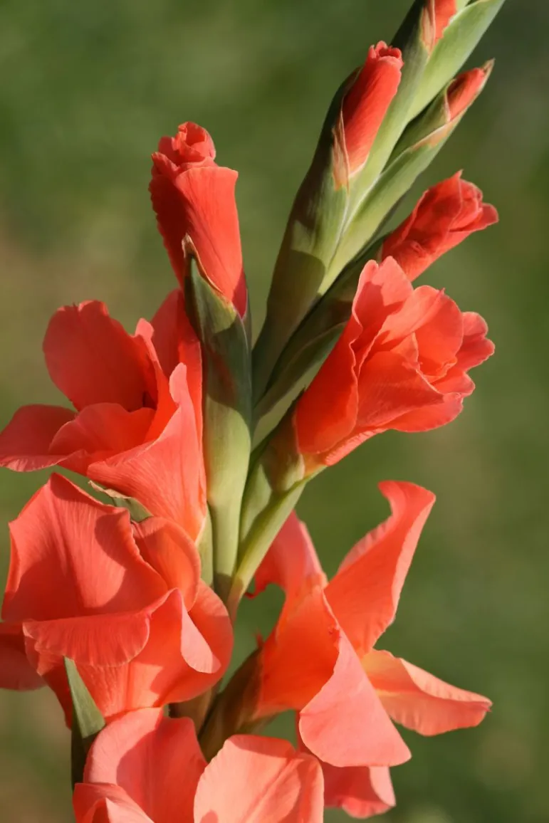 Mieczyk (Gladiolus) – roślina z rodziny kosaćcowatych. Dawniej mieczyki uznawane były za rośliny lecznicze. Obecnie mieczyki uprawia się ze względu na piękne, wielobarwne kwiaty. Fot. Fotolia