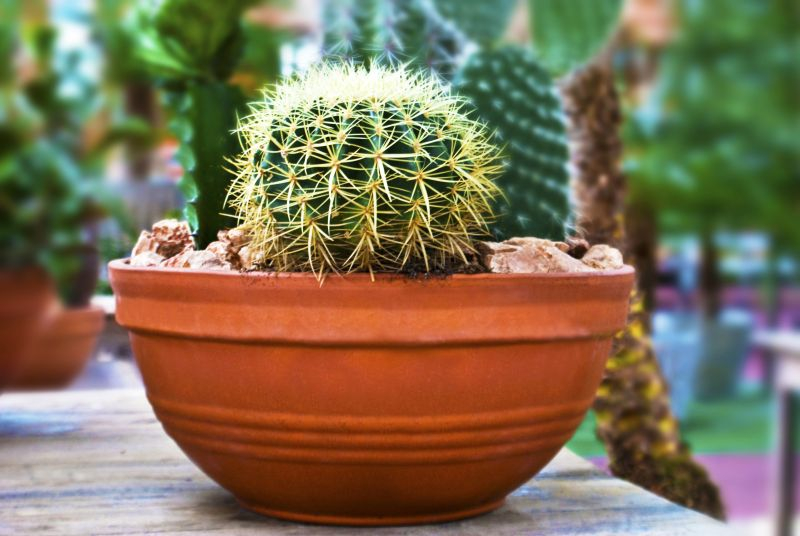 Walory estetyczne Kaktusy to różnorodna grupa roślin. Występujące w różnych kształtach i kolorach sprawią, że żadna uprawa nie będzie monotonna.