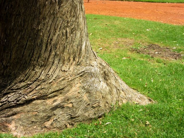 Decyzja o karze za nielegalną wycinkę drzew./ fot. Fotolia