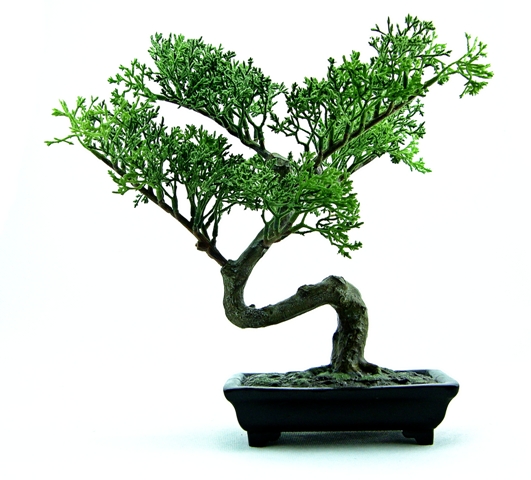 Tradycyjne rośliny bonsai otrzymuje się z orientalnych gatunków drzew, których uprawa w naszym klimacie może okazać się niemożliwa. Istnieje wiele innych roślin, w tym wiele rodzimych gatunków, które nadają się do skarlania.