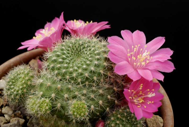 Rebucja(Rebutia). Fot. Fotlia