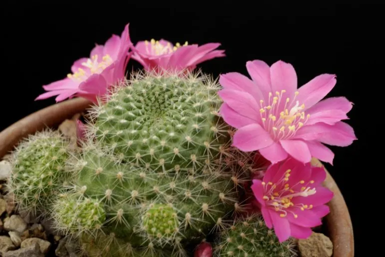 Rebucja (Rebutia). Fot. Fotolia