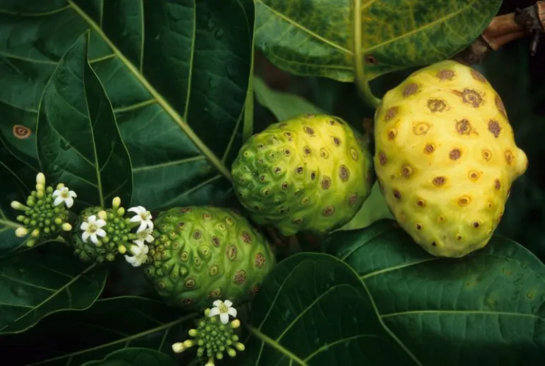 Morwa indyjska (Morinda citrifolia) nazywana także Noni to roślina pochodząca z rodziny marzanowatych. Fot. Fotolia