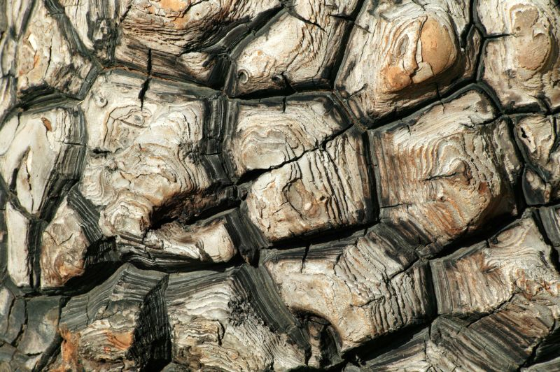 Pochrzyn (Dioscorea). Fot. Fotolia