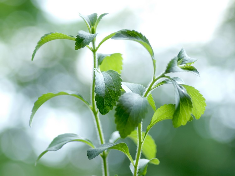 Stewia (Stevia rebaudiana). Fot. Fotolia