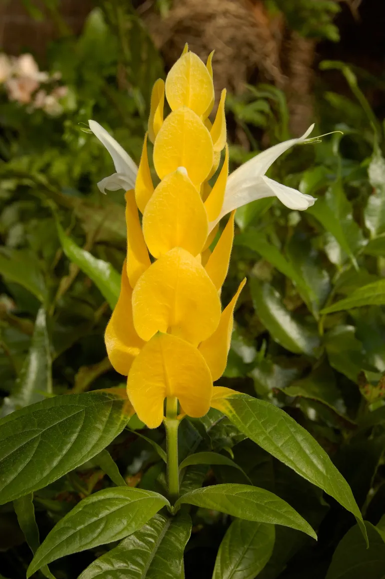 Pachystachys, żółta beloperone (Pachystachys lutea).